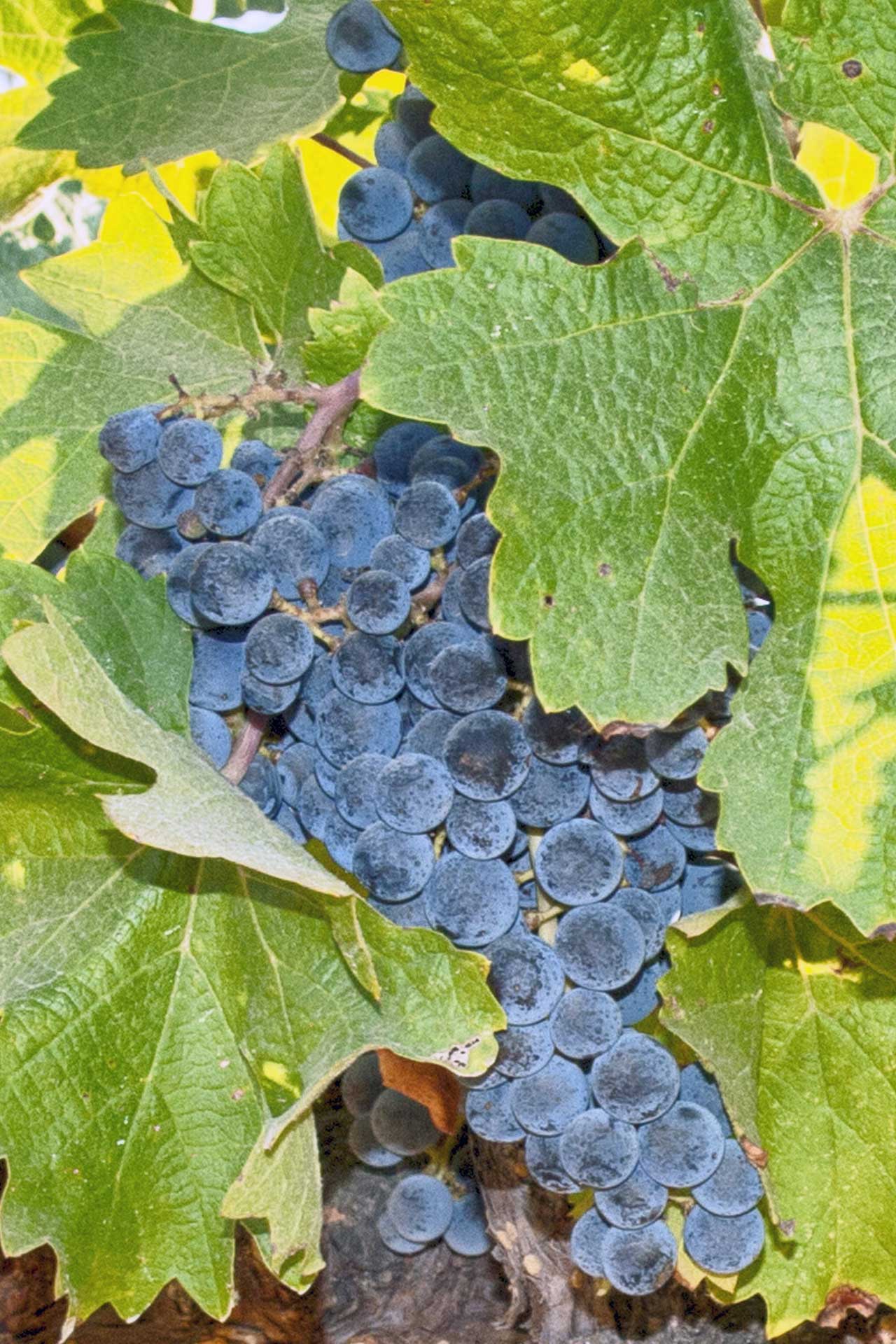 Wonen aan de Wijngaard sfeerbeeld