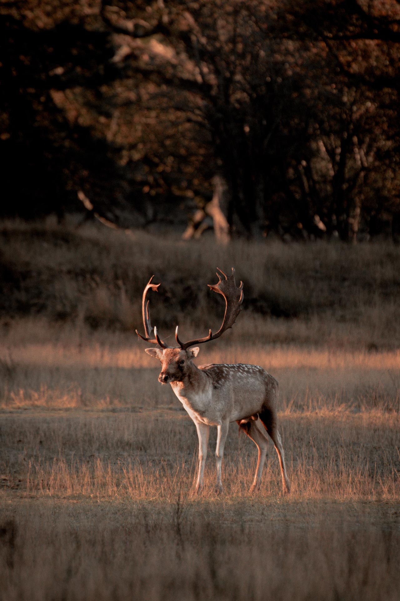 sfeerbeeld-de-six-hillegom-natuur.jpg