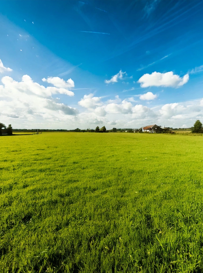 Groene weide een blauwe zomerlucht