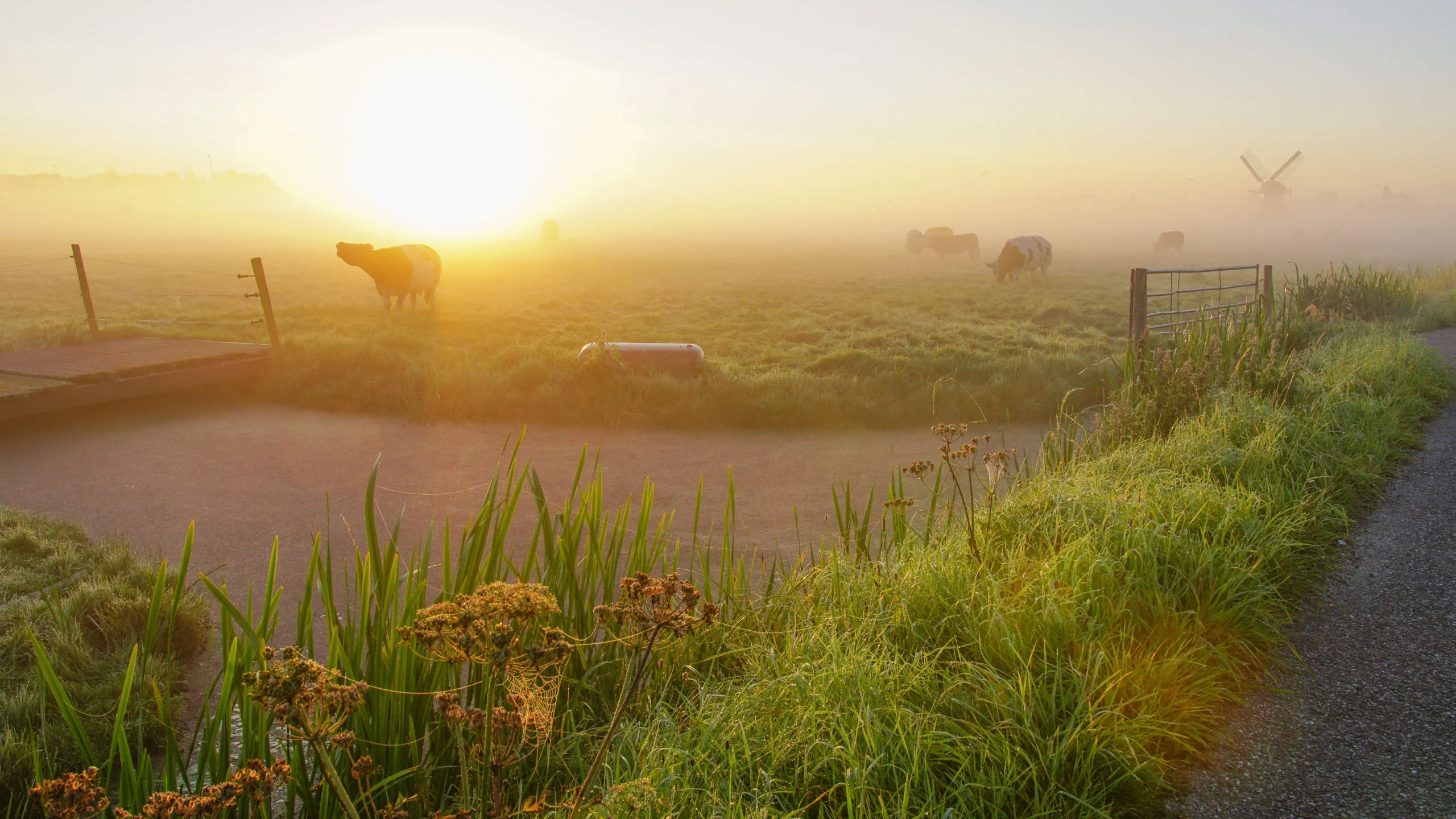 Sfeerbeeld Villapark Mezenlaan Nederlands natuurbeeld