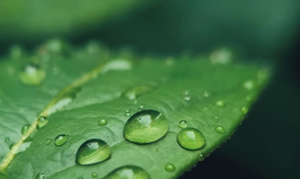 Close up van een groen blad met dauwdruppels